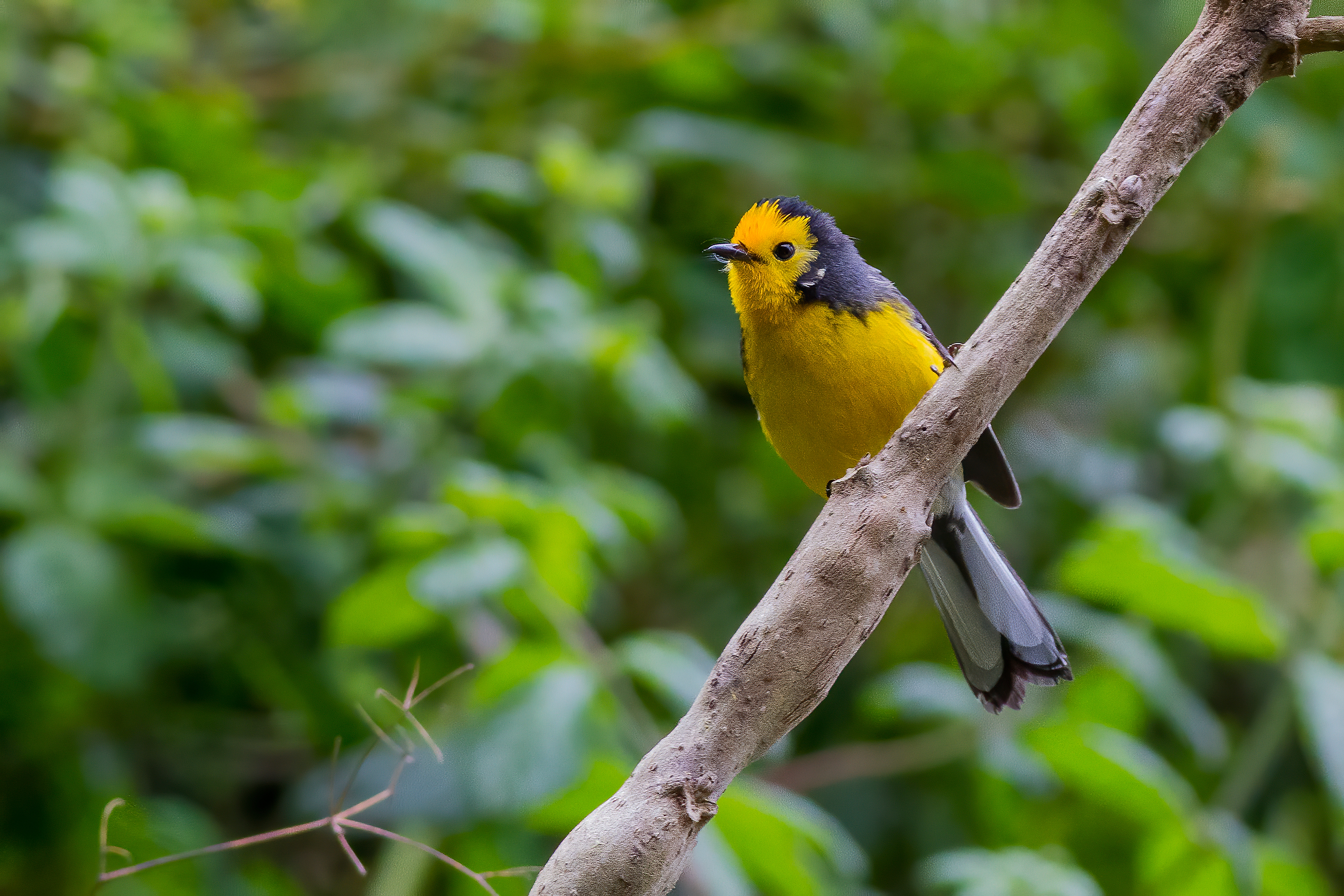 Golden-fronted Whitestart © Carl Downing