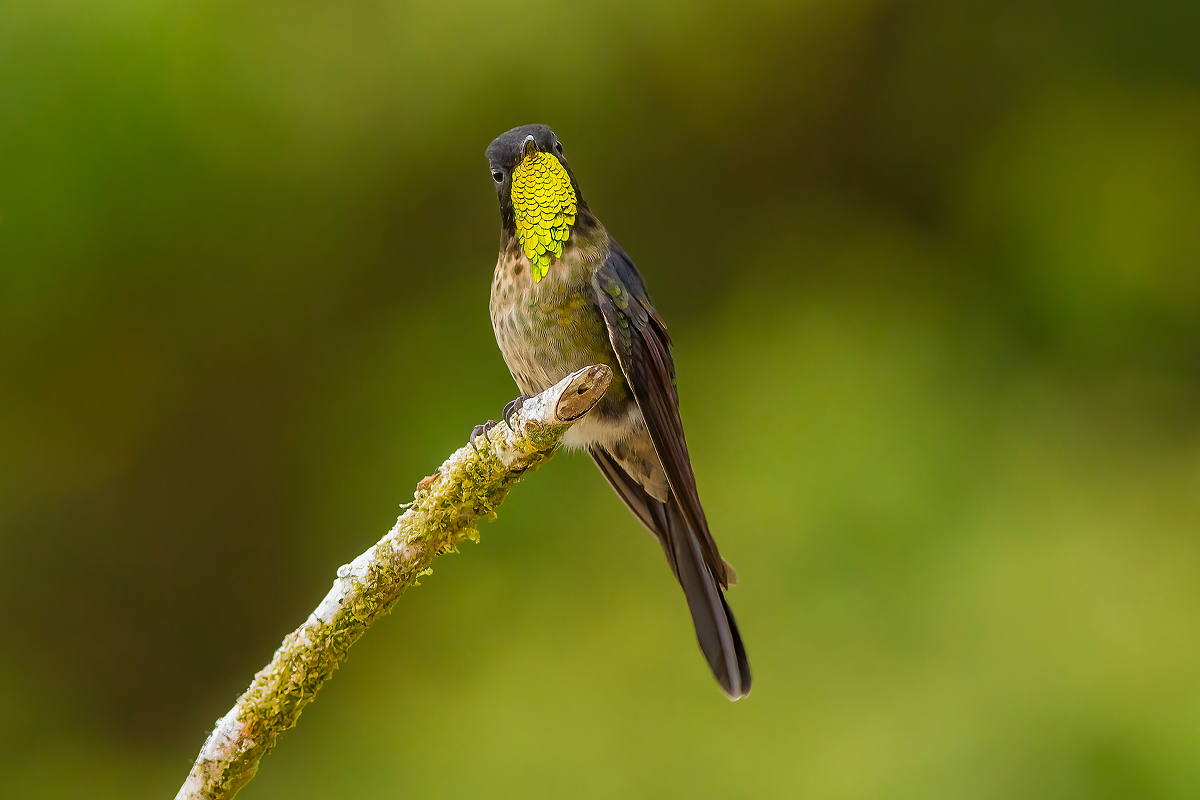 Black-backed Thornbill © Carl Downing