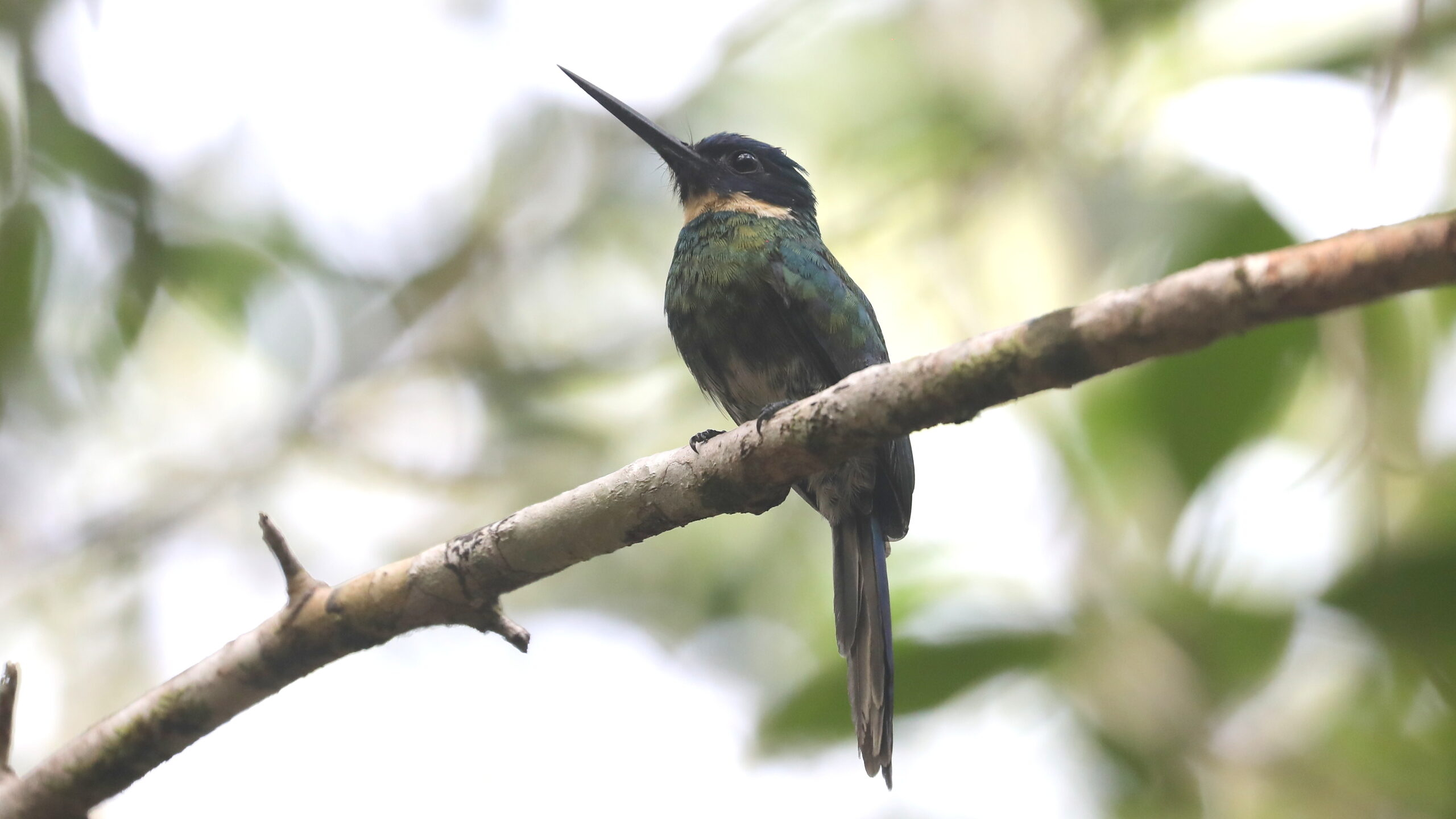 Bronzy Jacamar, Amazonian Brazil © Chris Collins