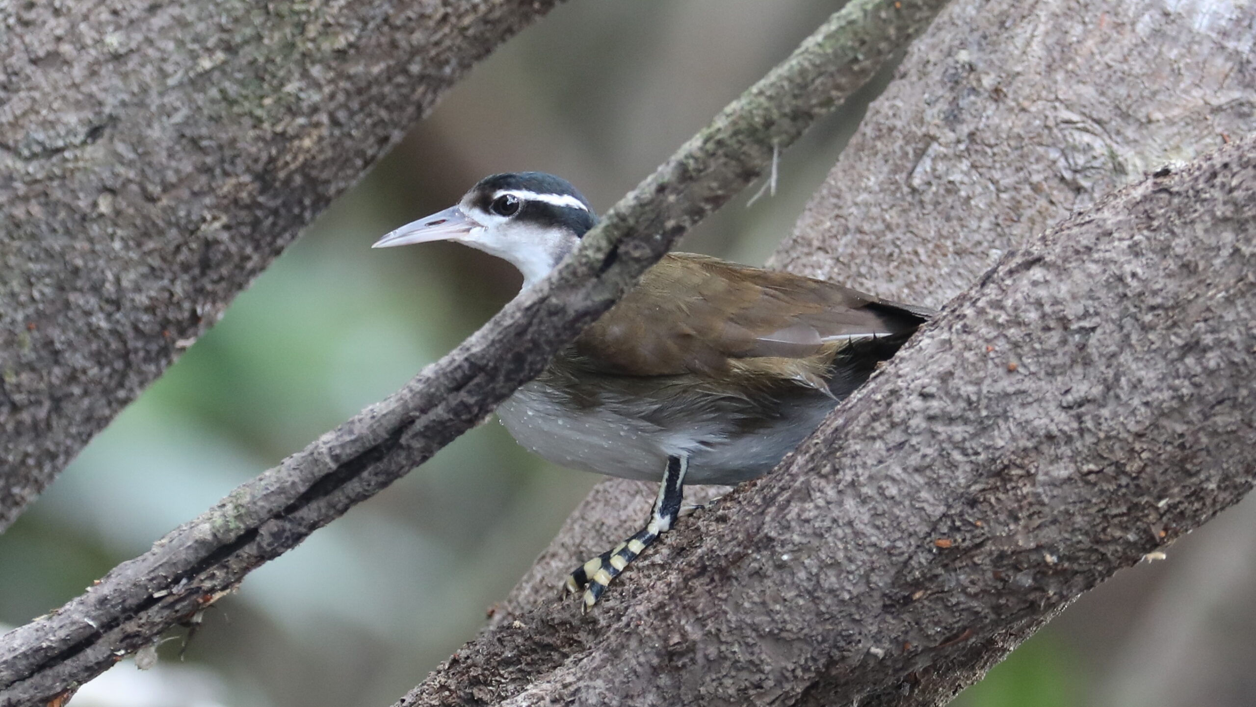 Sungrebe, Amazonian Brazil © Chris Collins