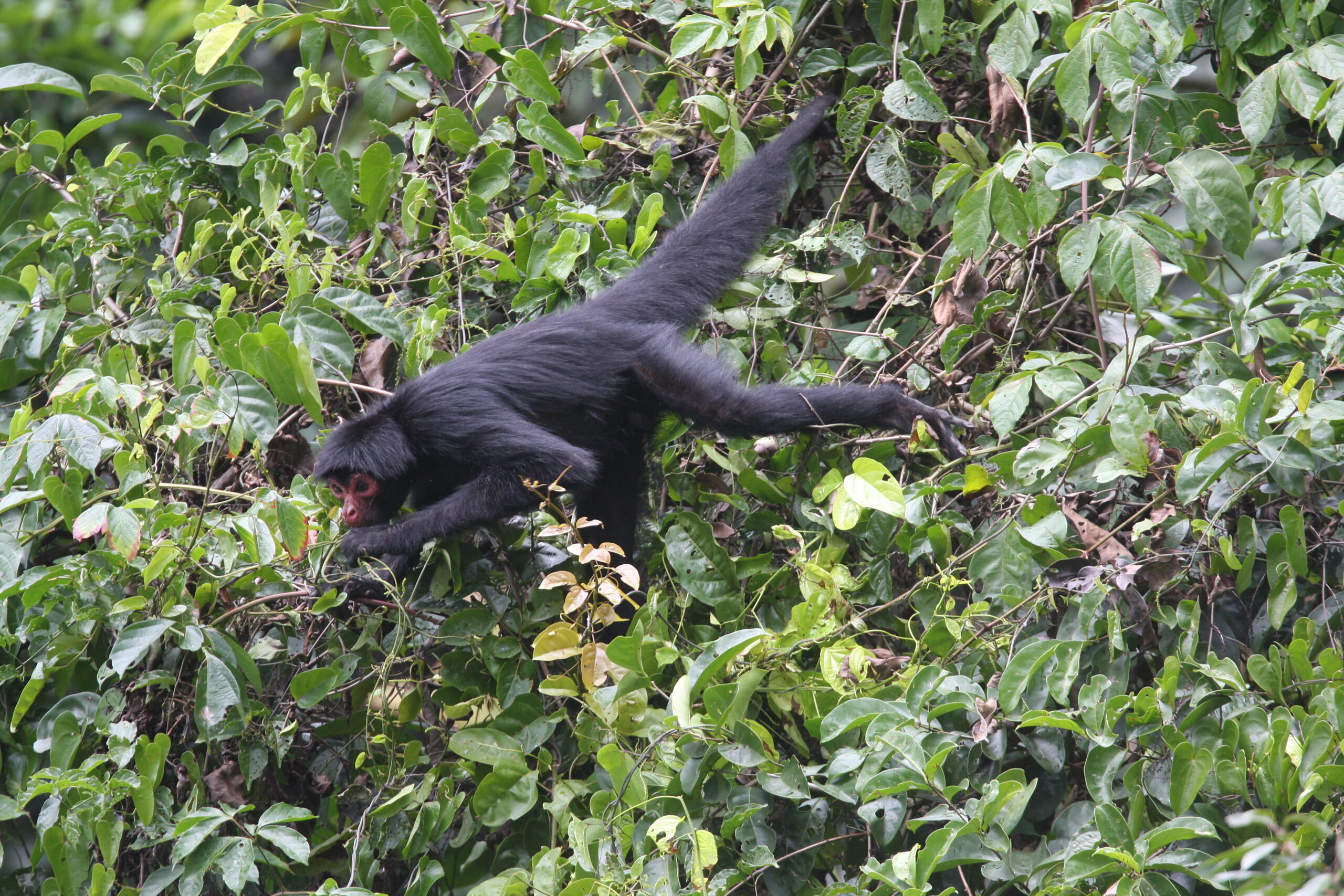 Black Spider Monkey © Chris Collins