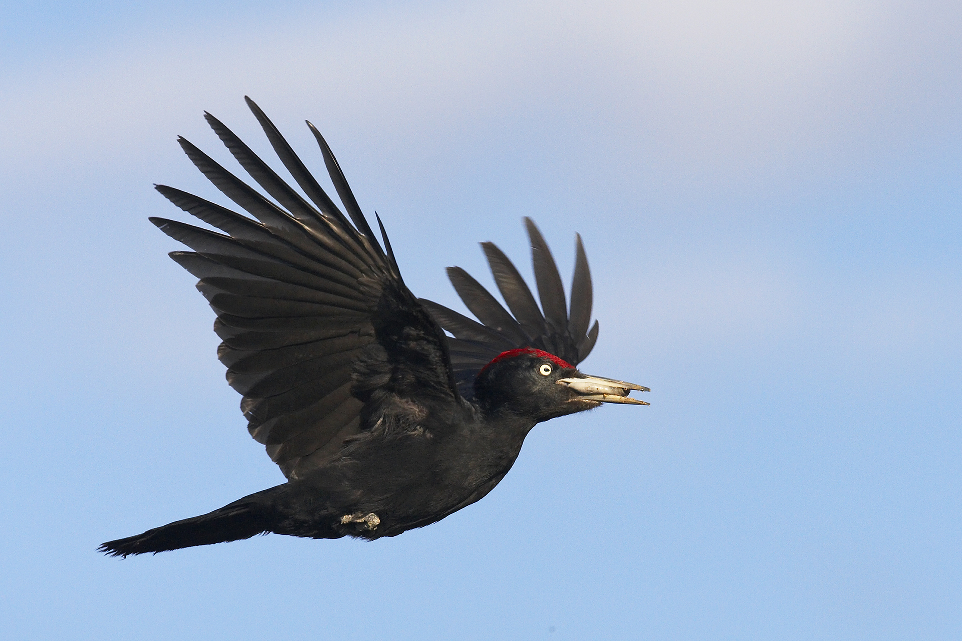 Black Woodpecker © Jari Peltomaki