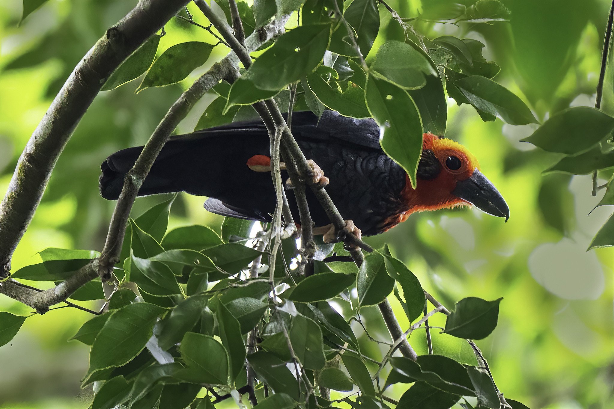 Bornean Bristlehead © Lee Kok Chung