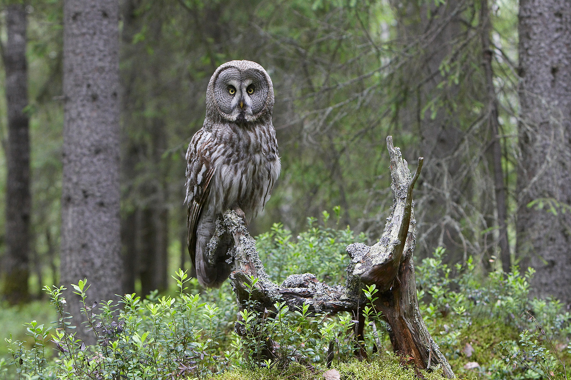 Great Grey Owl © Jari Peltomaki