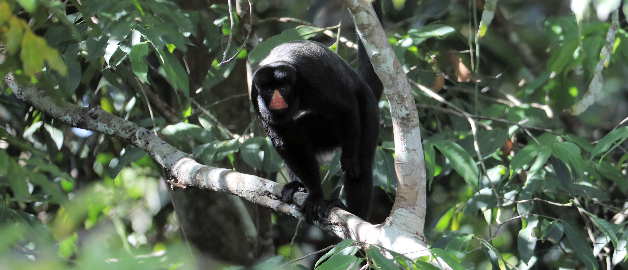 Red-nosed Bearded Saki, Amazonian Brazil © Chris Collins