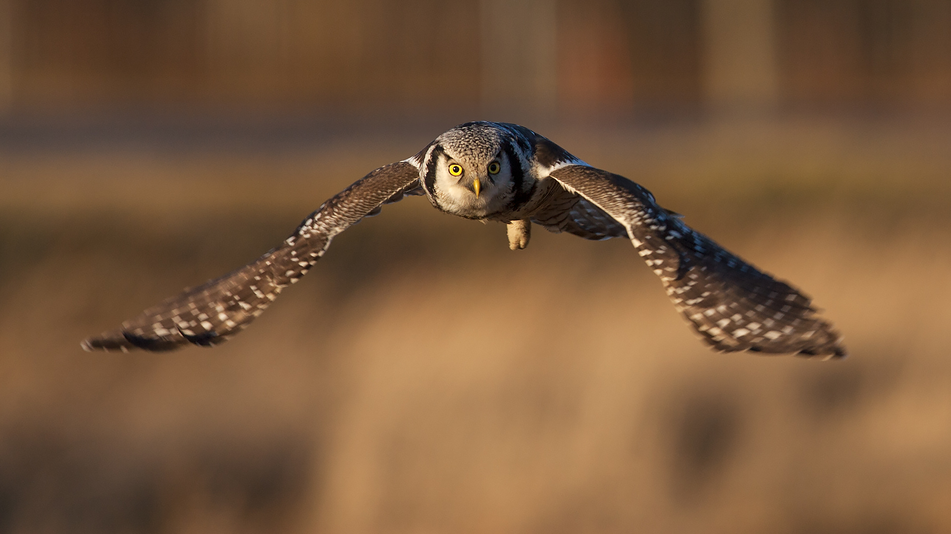 Northern Hawk Owl © Jari Peltomaki
