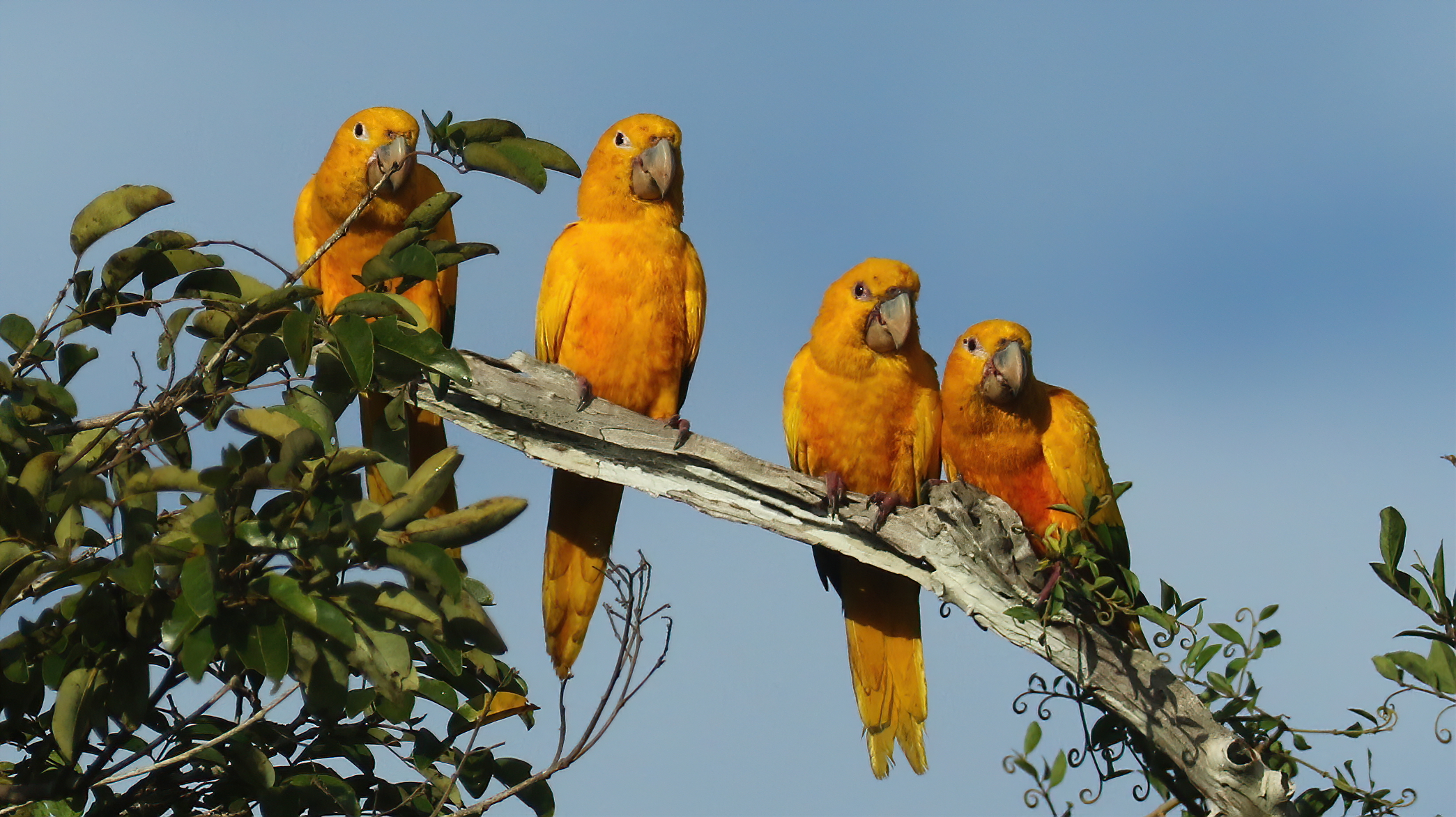 Golden Parakeets, Amazonian Brazil © Chris Collins