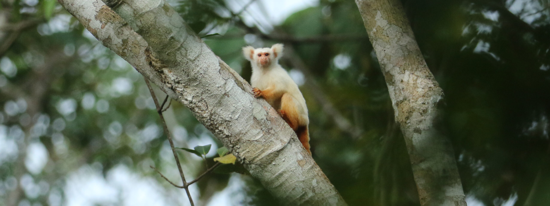 Golden-white tassel-eared Marmoset, Brazilian Amazonia © Chris Collins