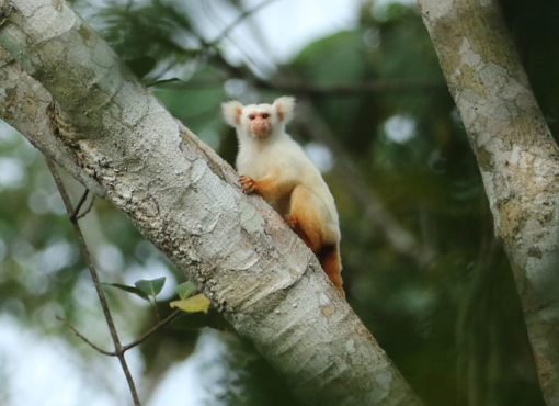 Golden-white tassel-eared Marmoset, Brazilian Amazonia © Chris Collins
