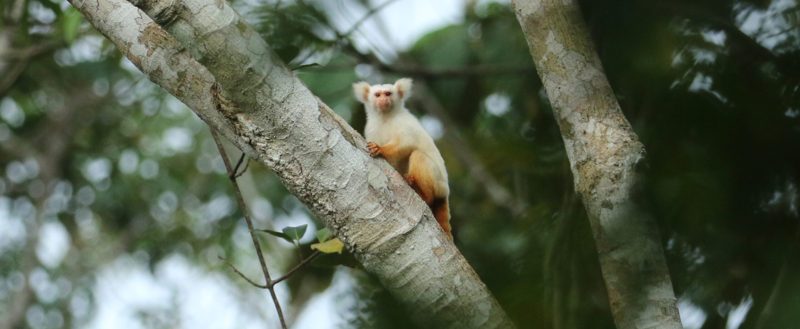 Golden-white tassel-eared Marmoset, Brazilian Amazonia © Chris Collins