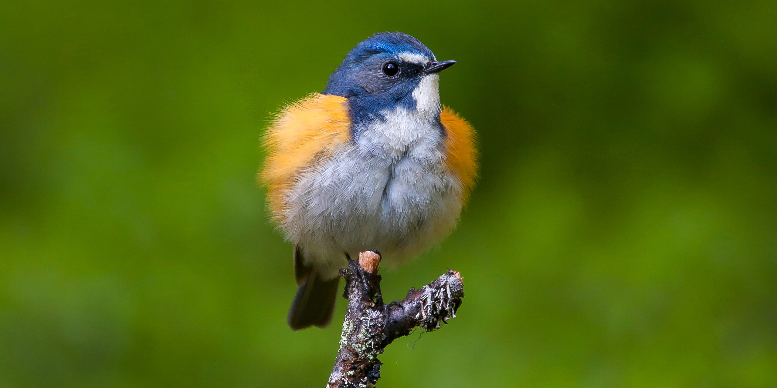 We have an excellent track record over the last 25 years finding the rare Red-flanked Bluetail in the wild hills and forests that straddle Finland's border with Russia © Jari Peltomaki