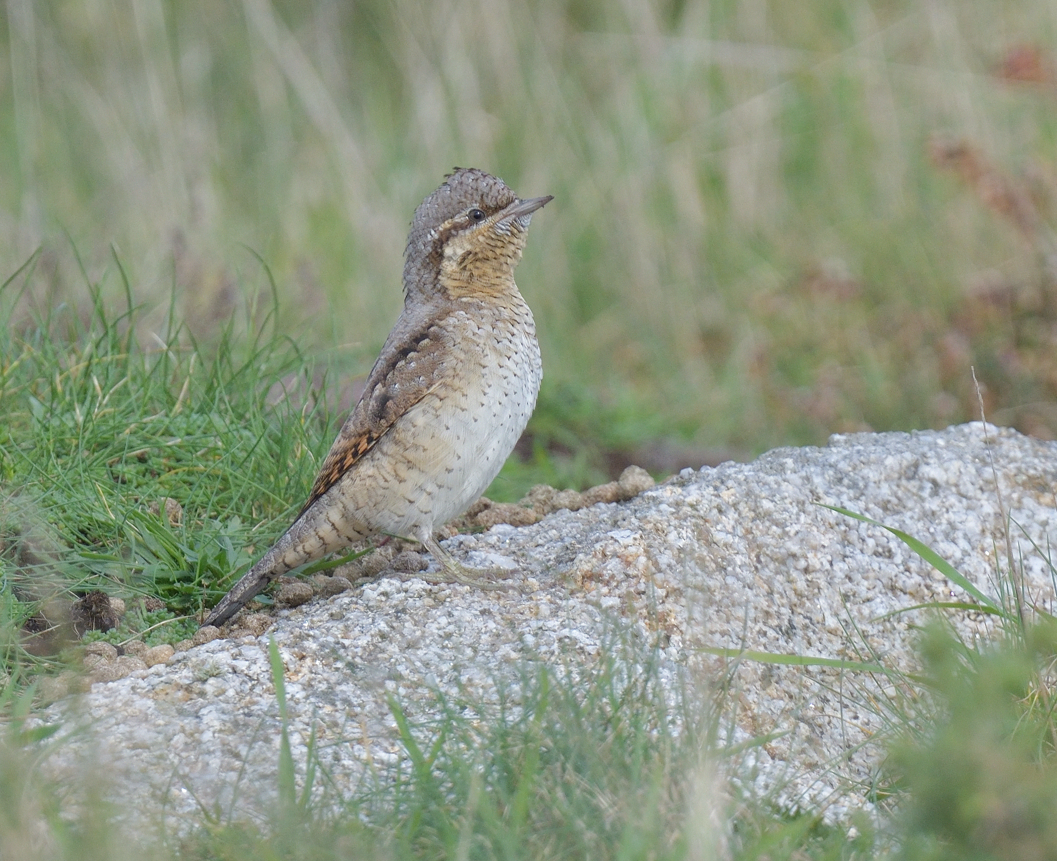 Wryneck © Christopher Hall